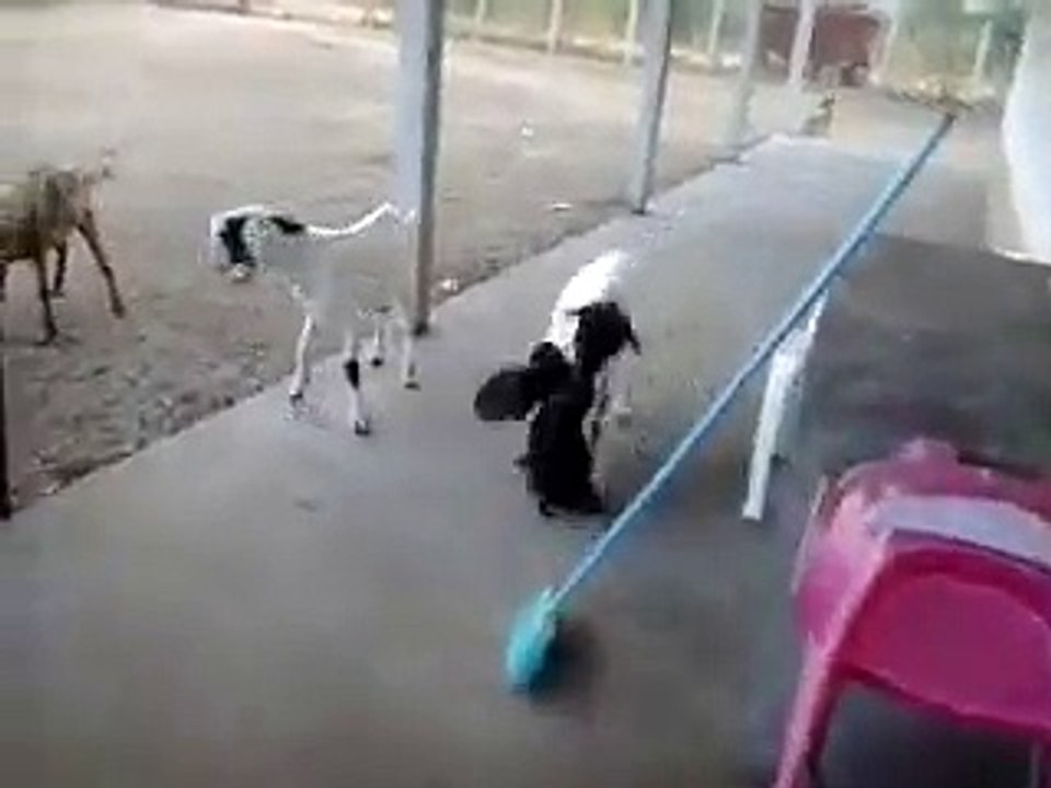 Goat VS Rooster