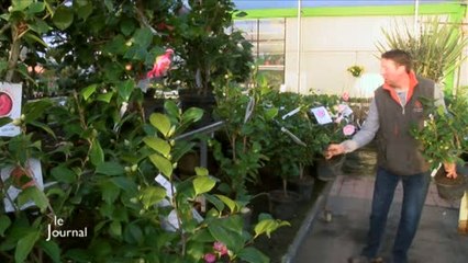 Températures douces en Vendée : Impacts sur l'agriculture