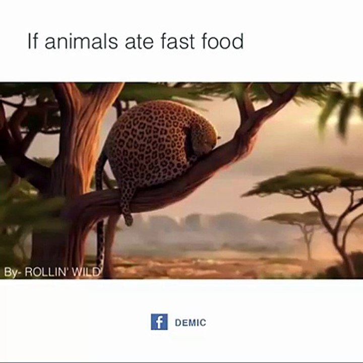 If Animal Ate Fast Food