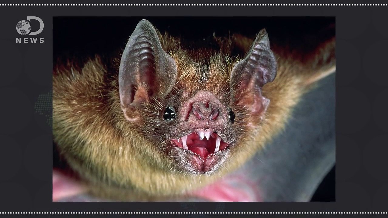 Why You Shouldn’t Be Scared Of Vampire Bats