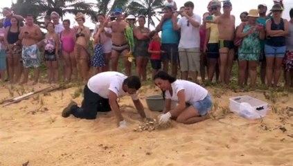 Soltura de tartaruga em praia de Anchieta