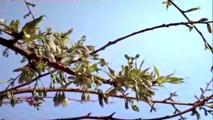 Tu meri Jind Jan Dilbar Jan Aye Masih