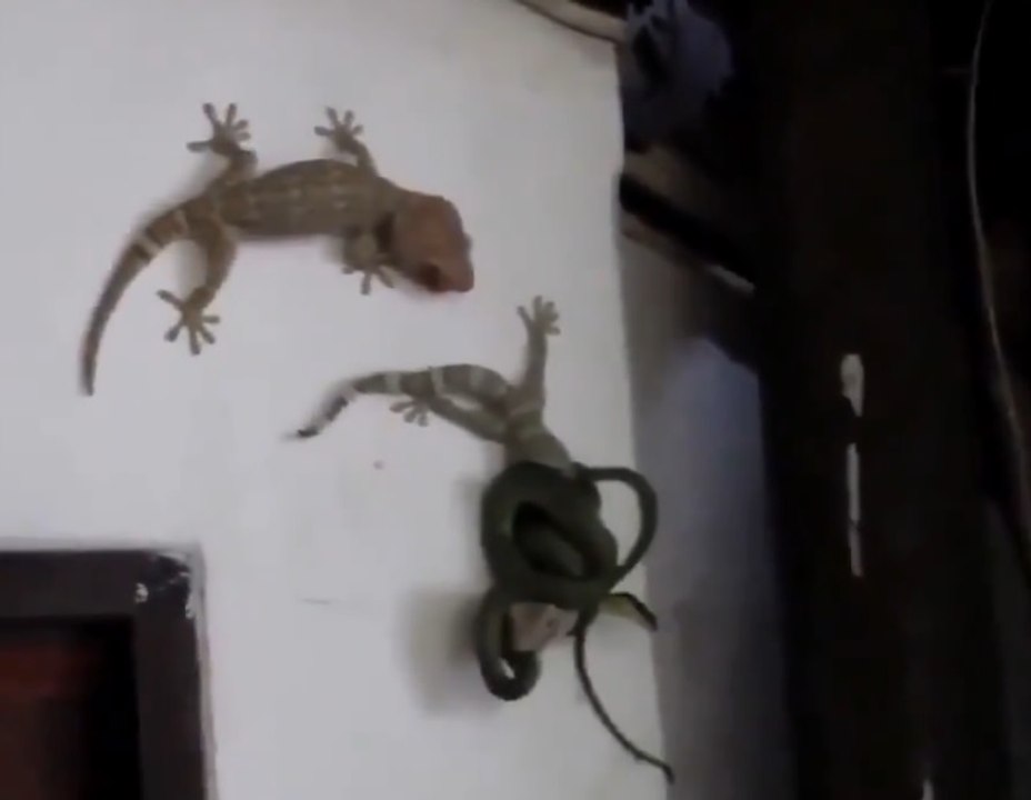 Snake fight Gecko ( 2 Geckos )
