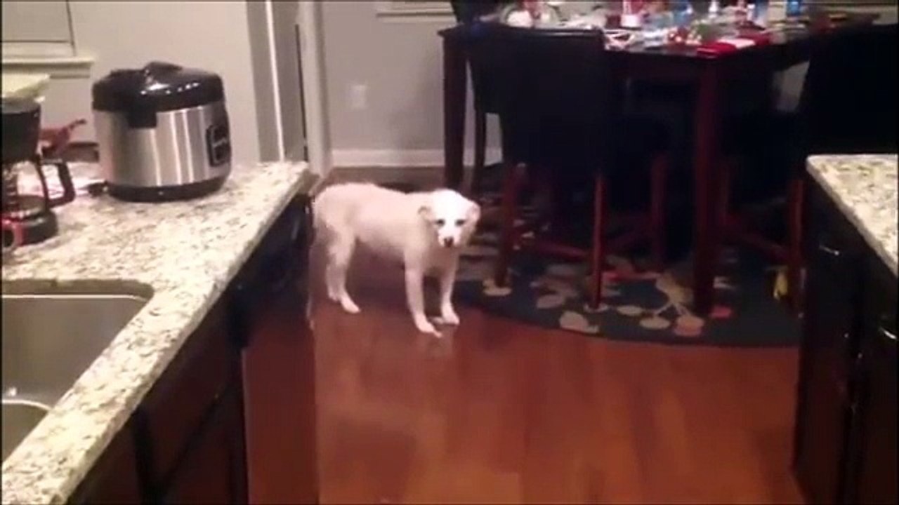 DOGS GO GARBAGE PICKING!