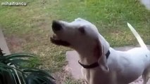 Most Funny Dog Barking Videos Compilation   Braking Dog