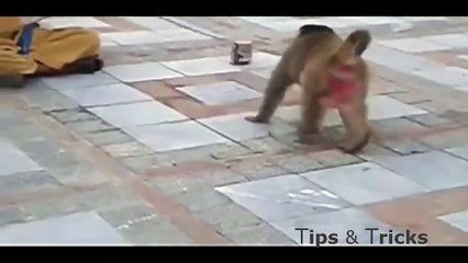Most Funny Monkey Videos 2015