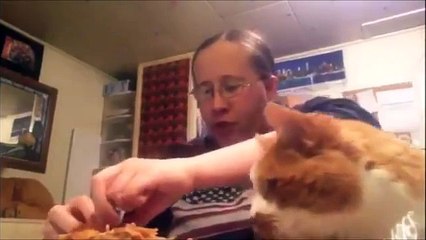 Most FUNNIEST CATS EVER