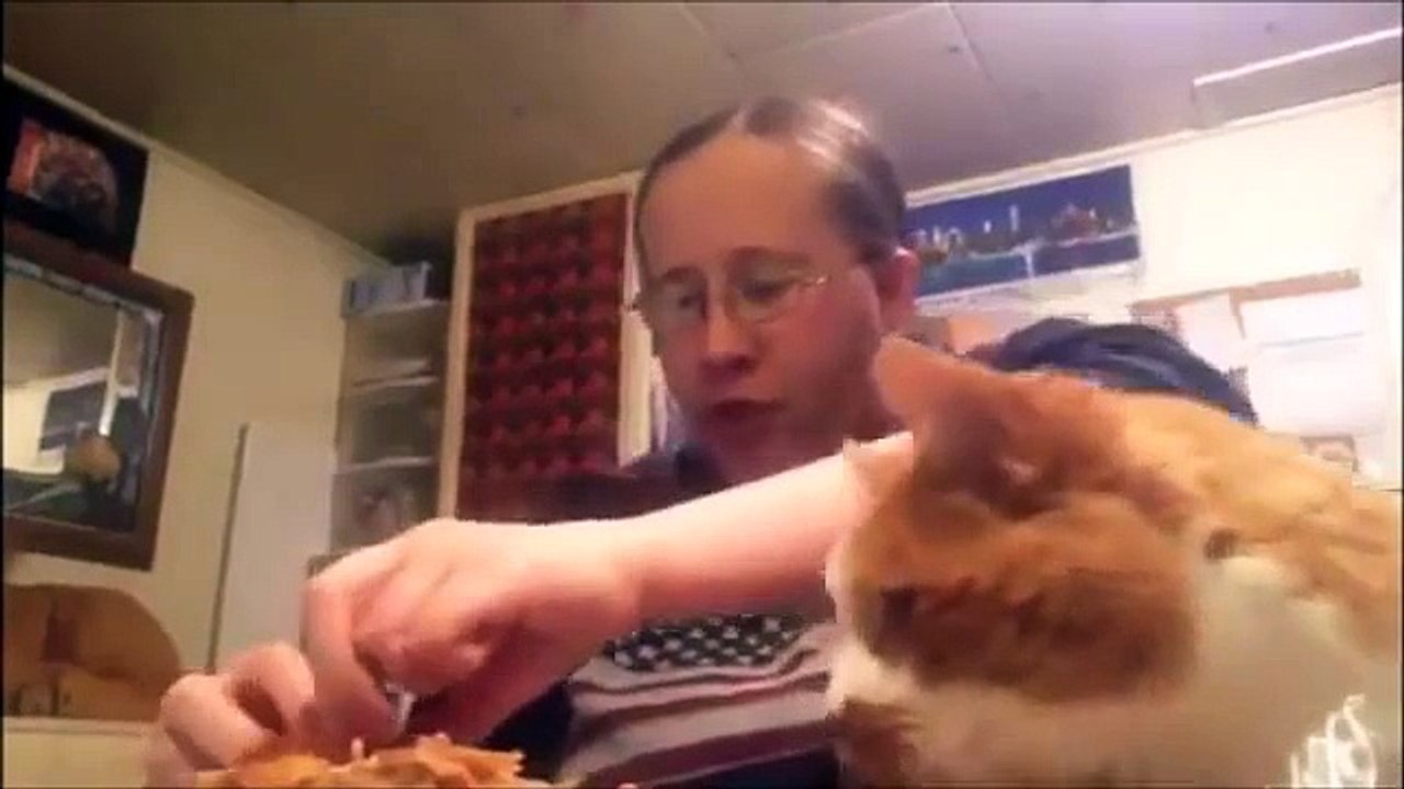 Most FUNNIEST CATS EVER