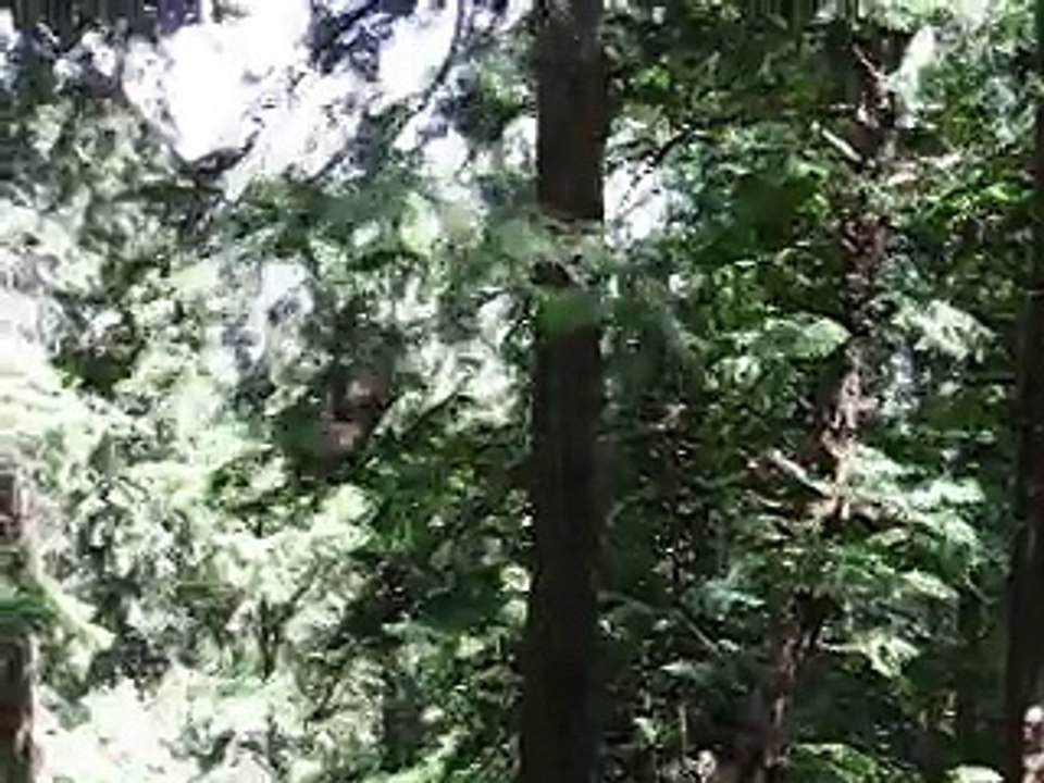A baby monkey playing with trees.