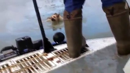 Rescue a dog stuck in frozen water of the Volga (Daily Videos)