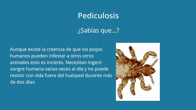 Cómo eliminar piojos y liendres en cinco minutos