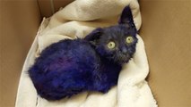 Purple-dyed kitten gets rescued, melts hearts