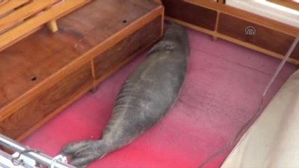 Akdeniz Foku, Yat Limanındaki Tekneye Sığındı