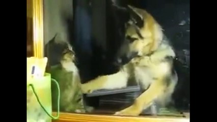 MUST SEE FUNNY CAT VINES COMPILATION 2016 - CAT FAILS COMPILATION #1