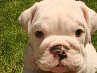 Köpeğin Çocuğa Saldırdığı Anlar Güvenlik Kamerasında