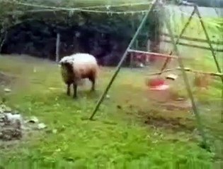 sheep hitting