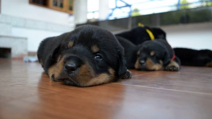 2 weeks old rottweiler puppy sleeping