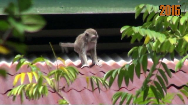 kalaweit ONG crée par un français pour la protection des Gibons de sa forêt et bien plus