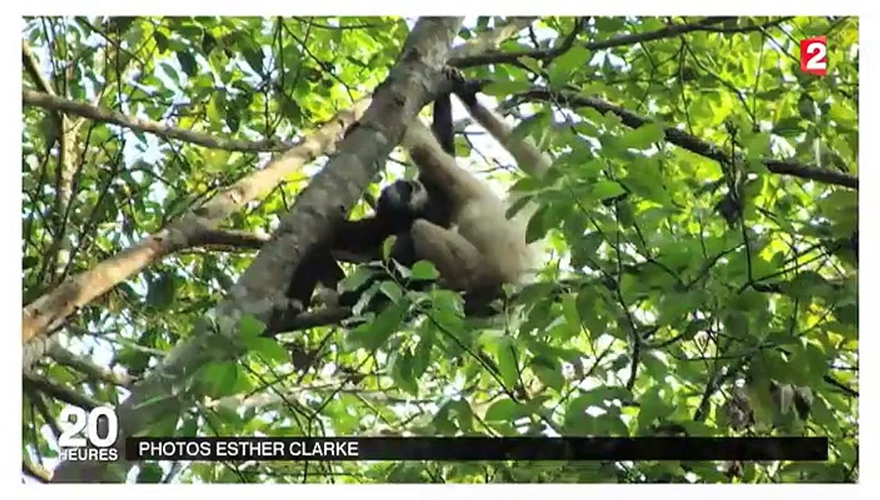 Le langage très élaboré des gibbons