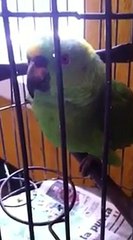 Parrot - Not sure If something is wrong