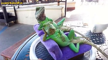 Maç İzleyen Baba Gibi Oturan Kertenkeleler