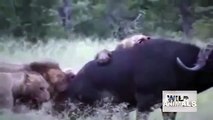 7 Lions Attack a Buffalo Wild Animal Fights Wild Animal Attacks Must See