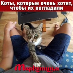 Коты, которые очень хотят, чтобы их погладили
