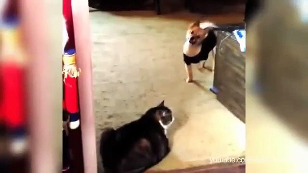 Кошки мешают собакам пройти к хозяину