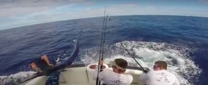 Fisherman Narrowly Avoids Being Impaled by Huge Marlin