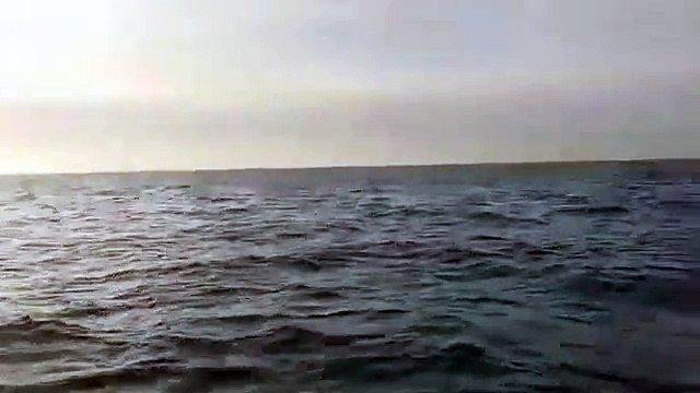 Bultrug bij Hoek van Holland (Daily Videos)