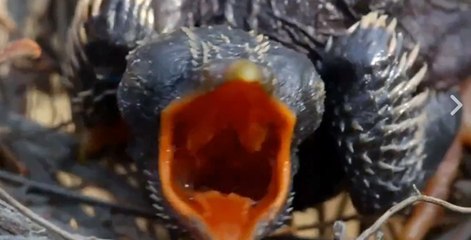 Aldatılan Drongo Kuşu