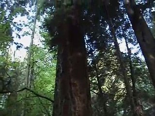 Capilano Suspension Bridge, the suspension which scaerd people