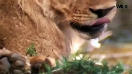 Lion Documentary National Geographic THE EXPERT KILLERS Lion VS Buffalo