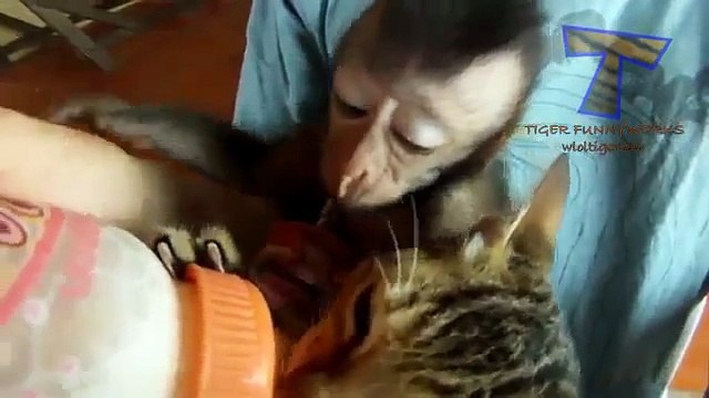 Funny baby animals drinking milk Cute animal compilation