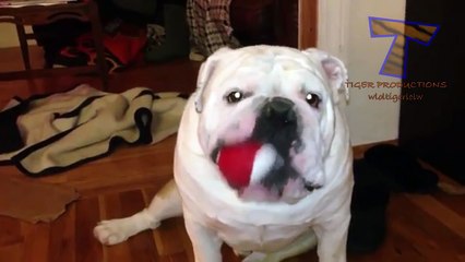 Best funny and cute dog videos compilation 2014(014000-664659)