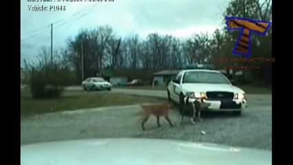 Cats & dogs making mess - Naughty animal compilation(014000-664659)