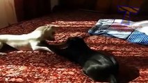 Cats and dogs fight for beds and sofa - Funny animal compilation(014000-664659)