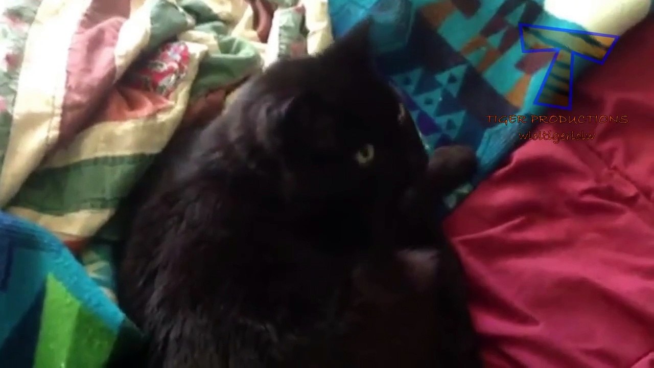 Cats and dogs wake up reactions - Funny and cute animal compilation(014000-664659)