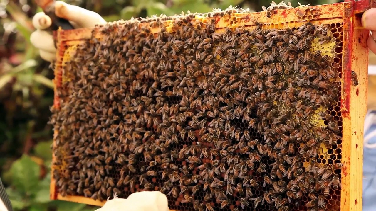 Elle danse et médite avec 12000 abeilles sur le corps