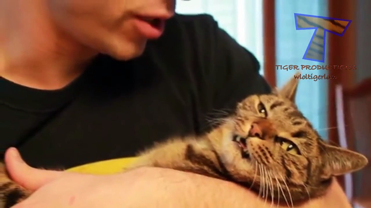 Cats just don't like petting and kisses - Funny and cute cat compilation(014000-664659)