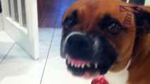 Crazy dogs protecting toys and bones - Funny dog compilation(014000-664659)