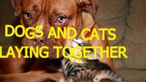 Cute cats and dogs playing together - Funny dog & cat compilation(014000-664659)