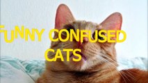 Cute cats feel confused - Funny cat compilation(014000-664659)