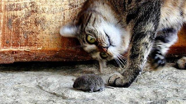 Cats scared of mice and birds - Funny cat compilation(014000-664659)