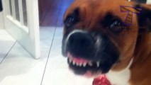 Crazy dogs protecting toys and bones - Funny dog compilation(014000-664659)