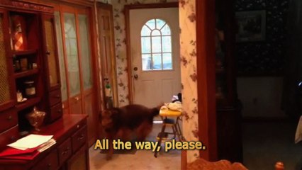 Zeus The Dog Opens And Closes The Door