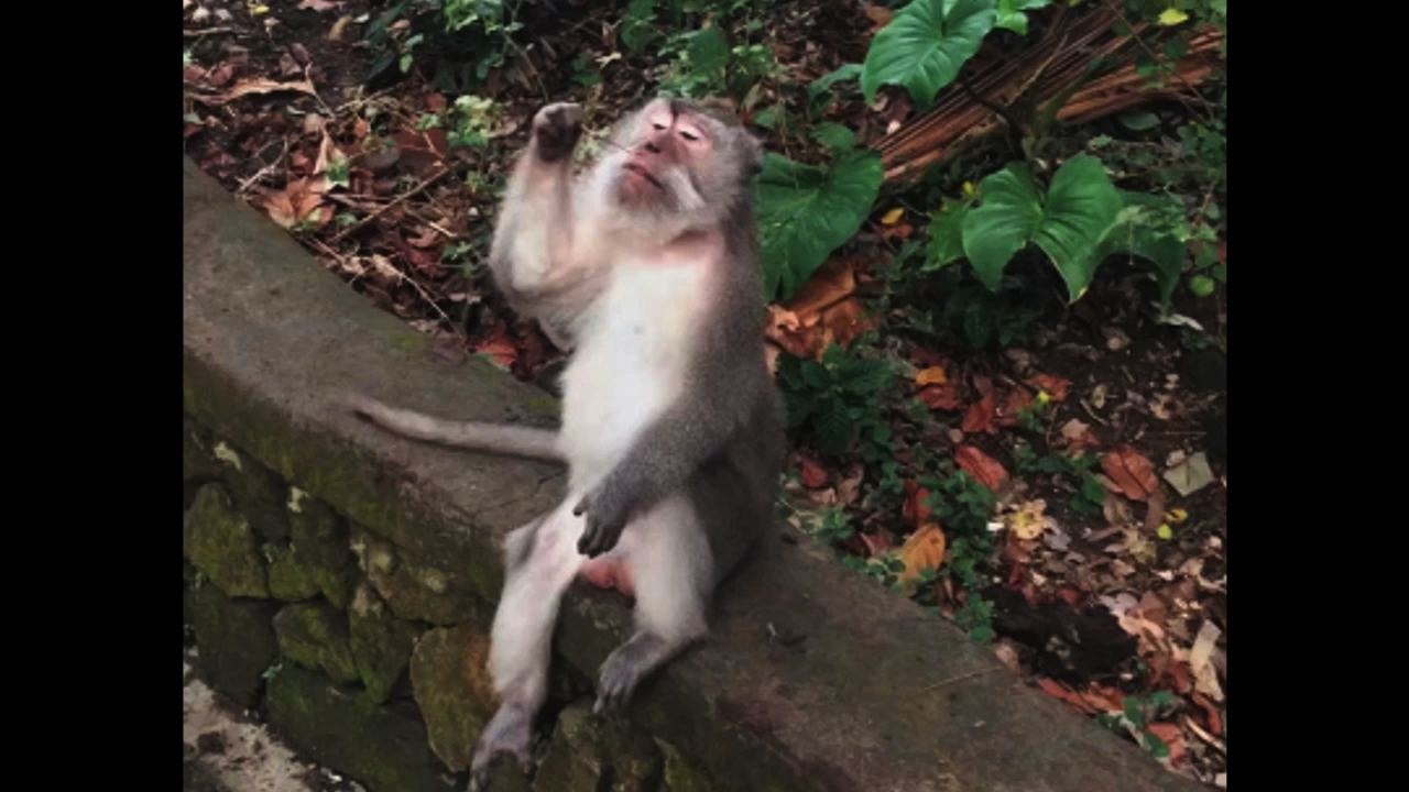 Monkey Picks Its Nose