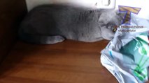 Cute cats feel guilty - Funny guilty cat compilation(014000-664659)