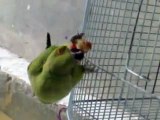 Parrot Eating Peanut