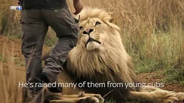 This man has an unbelievable relationship with lions.